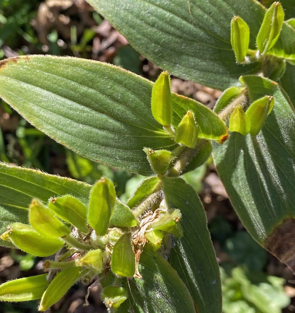 Alternate, clasping leaves of Tricyrtis hirta