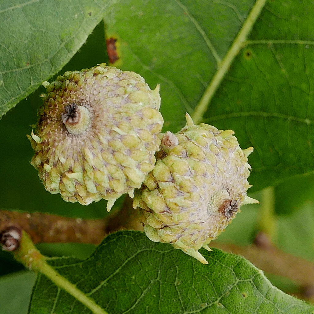 Developing cupules of native Quercus alba (white oak) acorns.