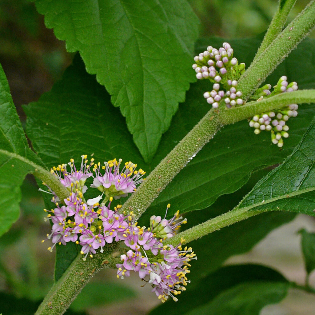 Axillary cymes of native Callicarpa americana (American beauty-berry) in July.