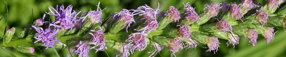 Liatris spicata