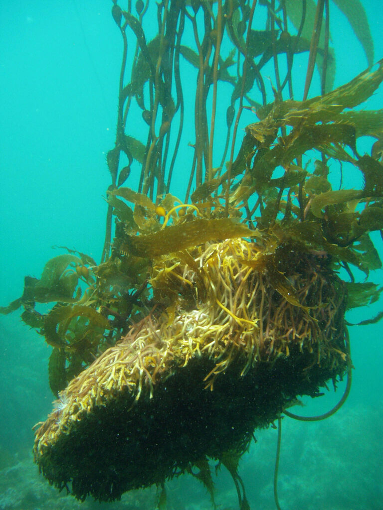 A storm tore the holdfasts of Macrocystis pyrifera (giant kelp) by Claire Fackler, CINMS, NOAA CC BY 2.0