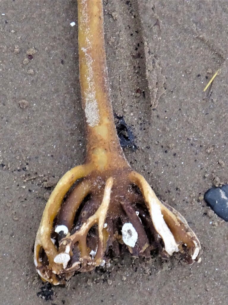 Holdfasts of Laminaria digitata (horsetail kelp, oarweed) by Rosser1954 CC BY-SA 4.0