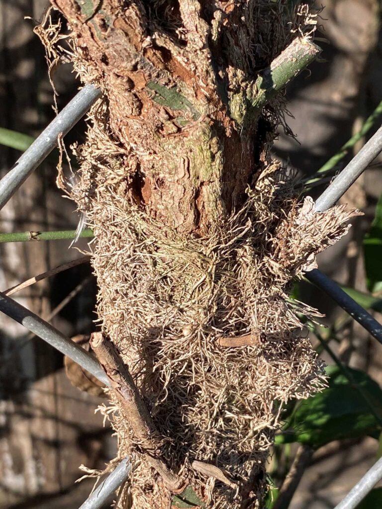 Holdfasts of invasive <em>Euonymus fortuneia</em> (wintercreeper) attach to a chain-link fence in November.