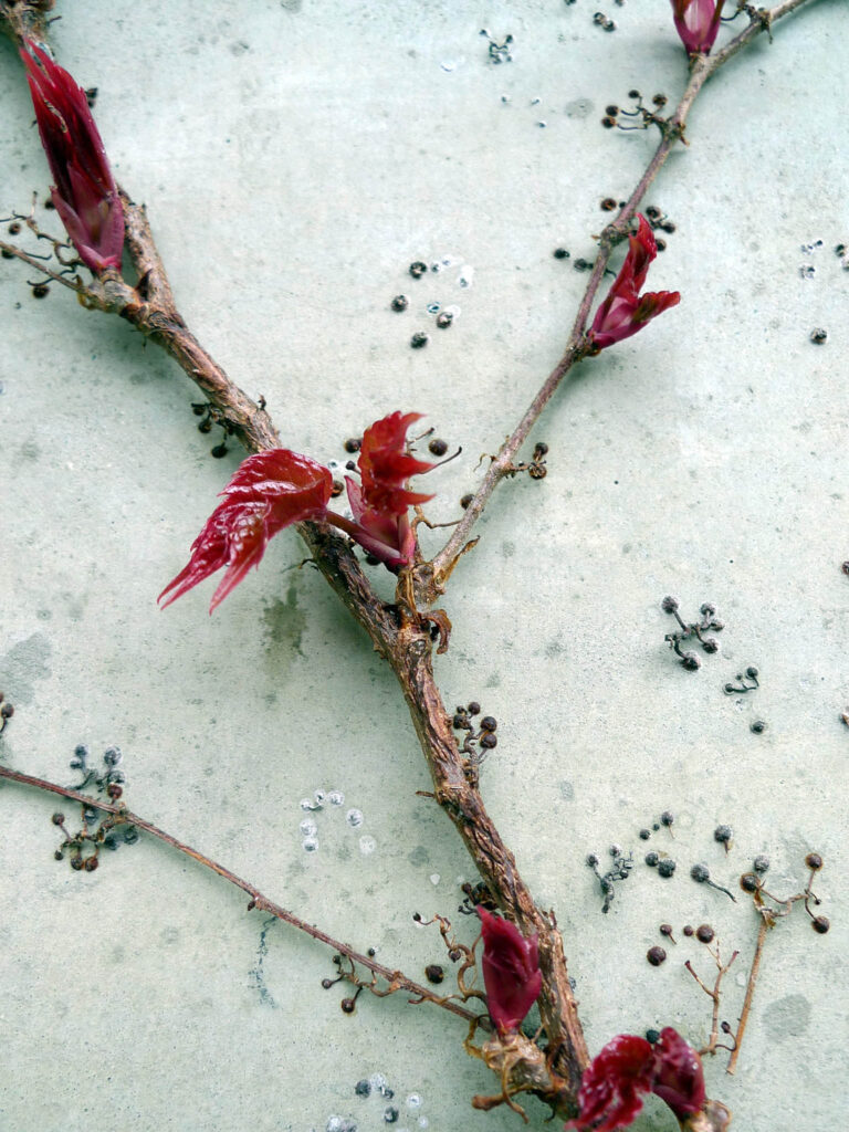 Holdfasts of Parthenocissus quinquefolia (Virginia creeper) by Ruth Hartnup CC BY 2.0