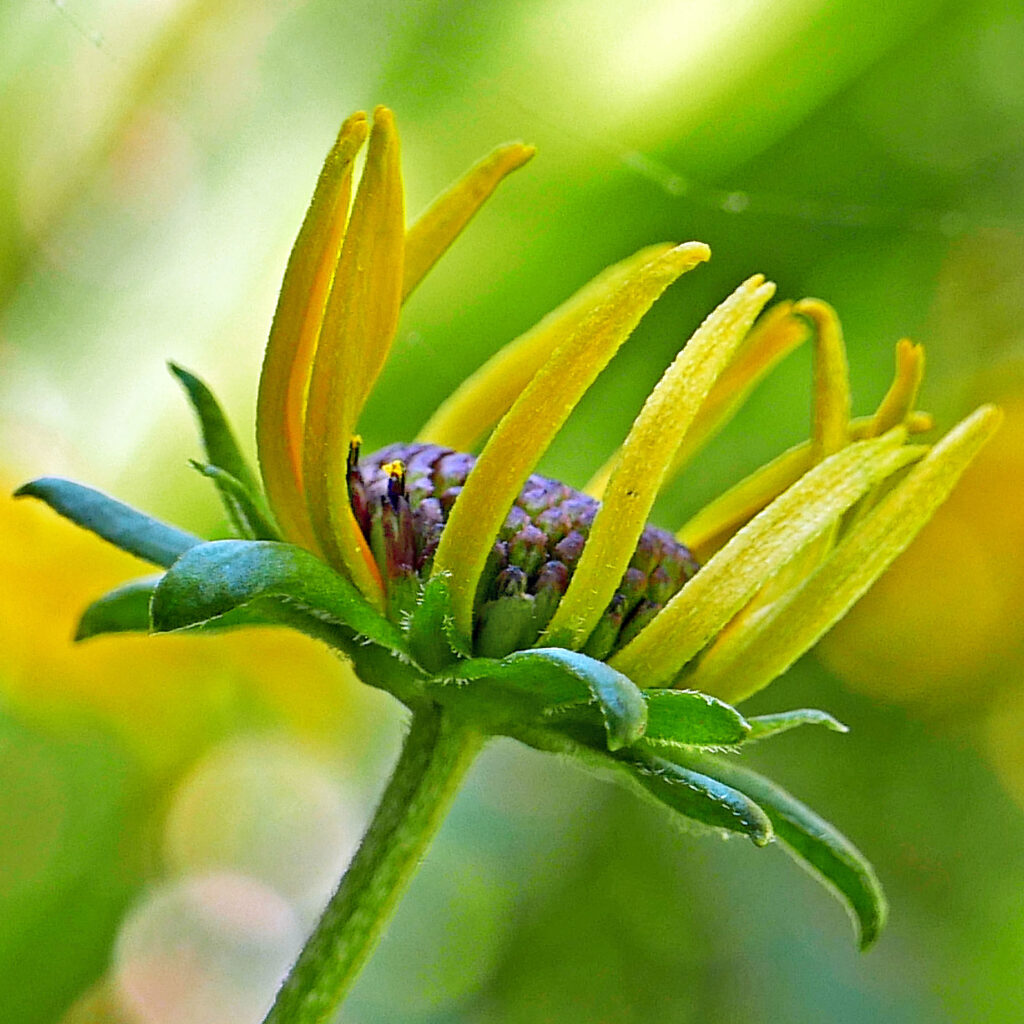 The involucral bracts of native Rudbeckia fulgida