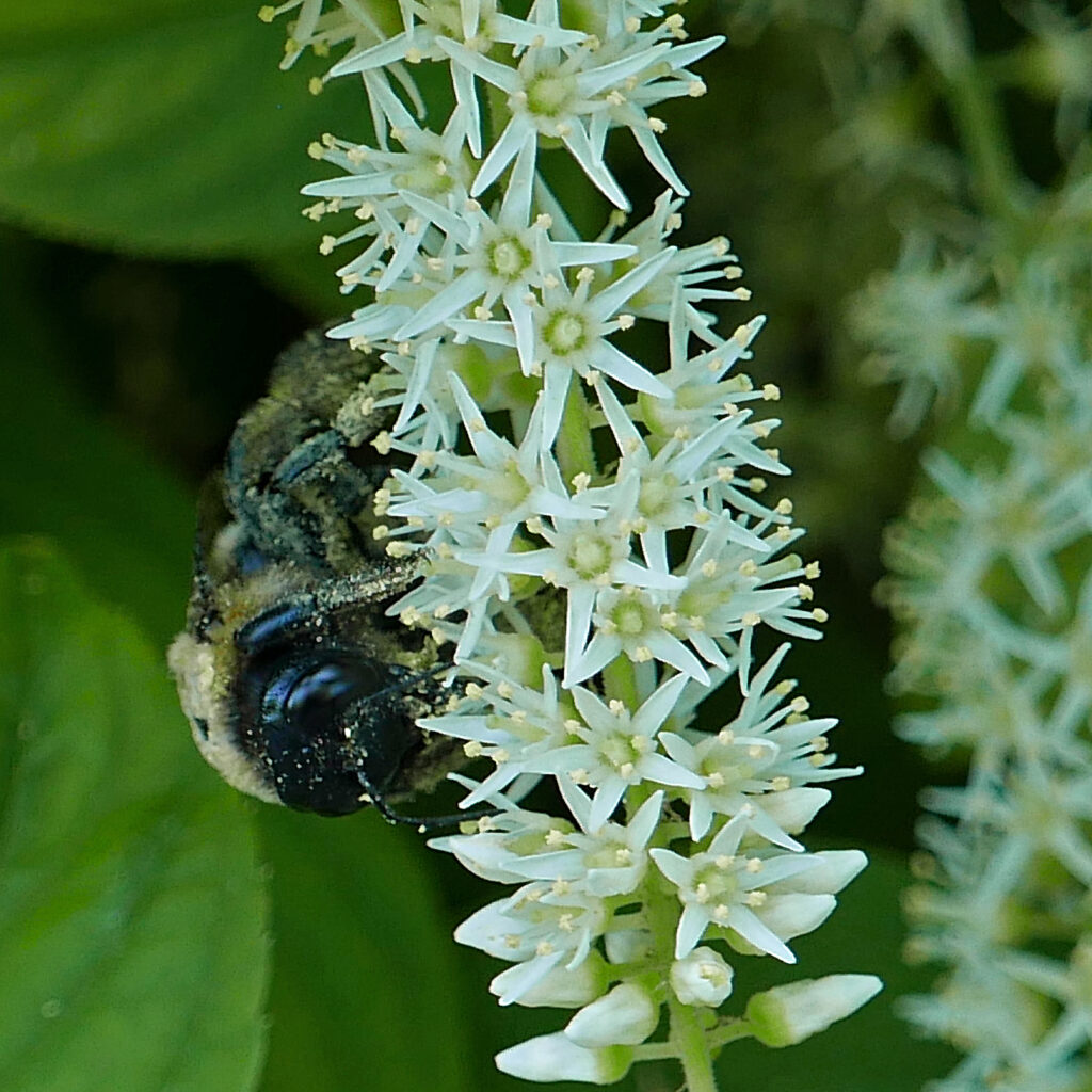 Itea virginica (Virginia Sweetspire) flowers with carpenter bee in May.