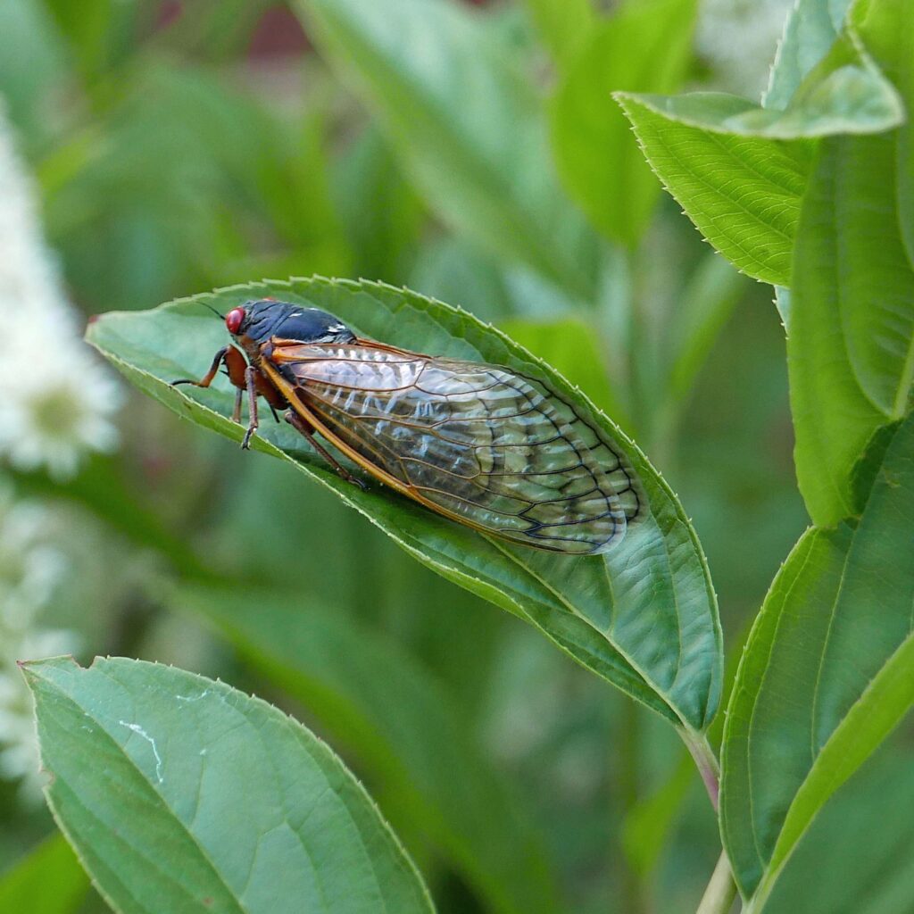Itea virginica (Virginia Sweetspire) leaves with a Brood X cicada in May 2021