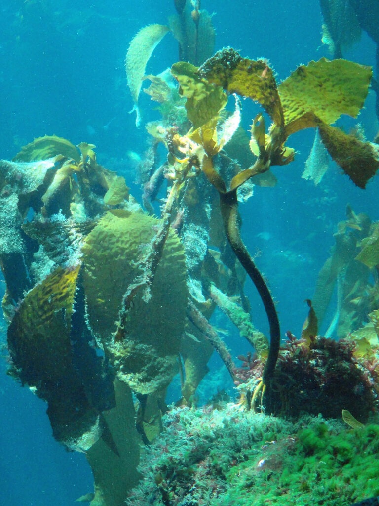 Holdfasts can be seen in the Kelp Forest tank, Monterey Bay Aquarium, California by Dadero