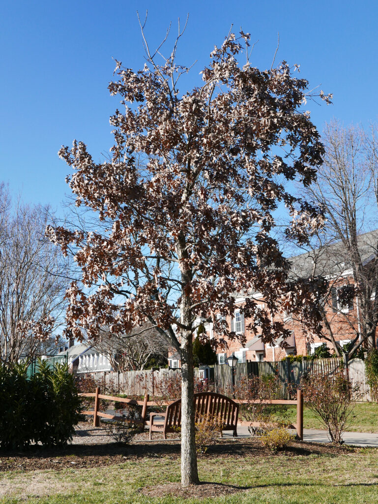 Marcescent leaves on Quercus alba (white oak)