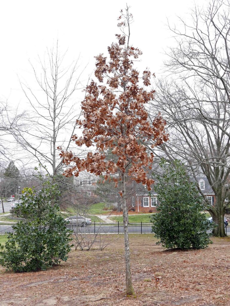 Marcescent leaves cover a Quercus rubra sapling