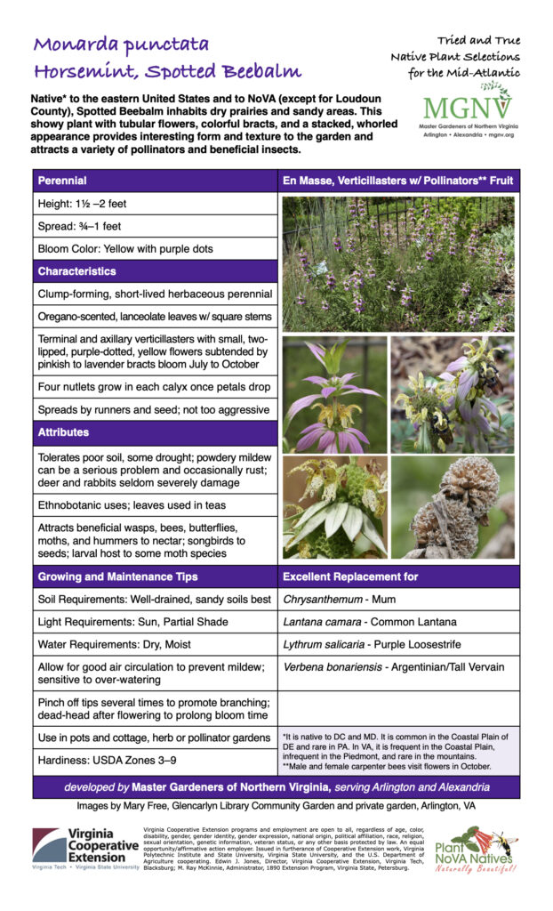 Verbena bonariensis - Argentinian/Tall Vervain