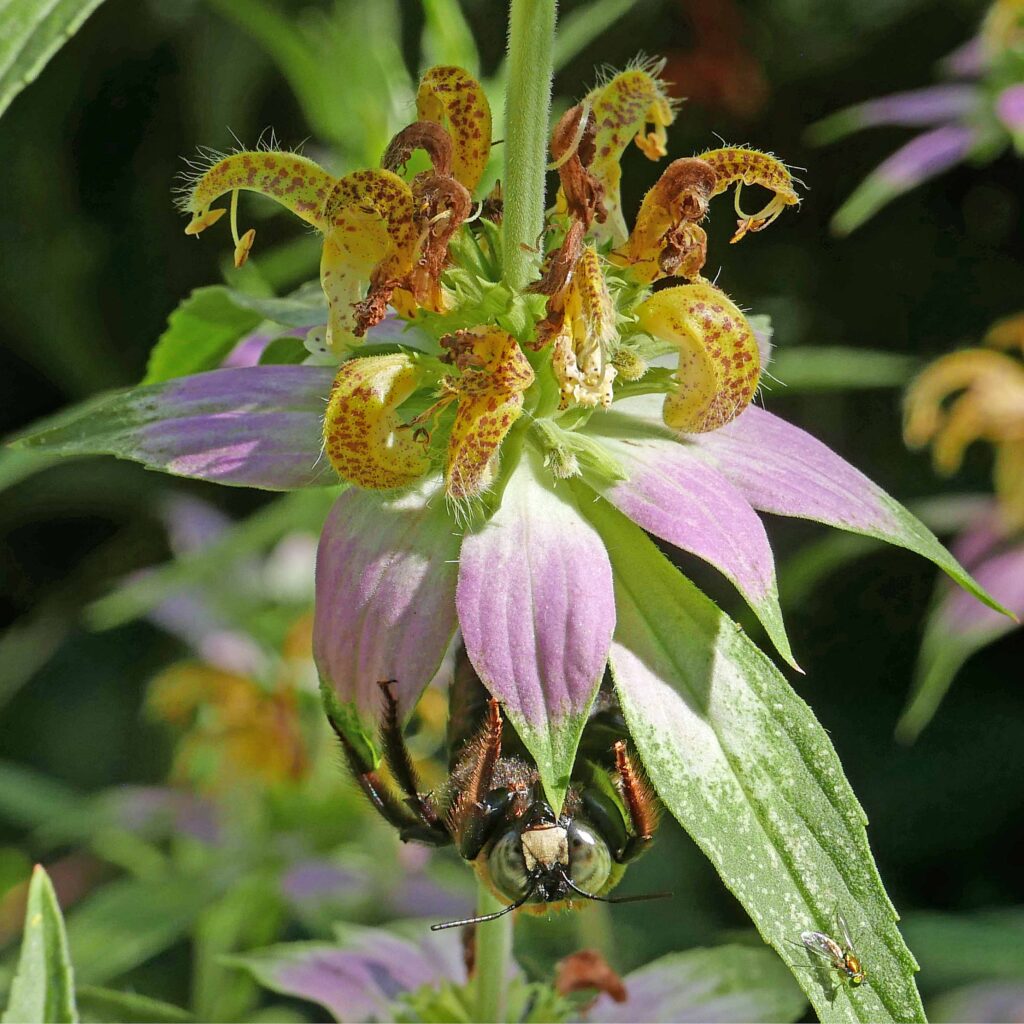 Monarda punctata bracts host a sleeping male carpeneter bee and its leaf a basking long-legged fly in September.