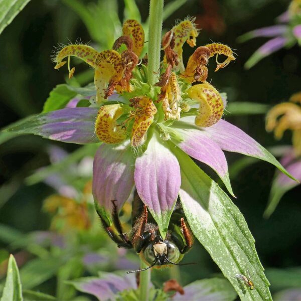Below the purple-dotted yellow, bilabiate flowers and subtending pinkish bracts of Monarda punctata, a sleeping male carpenter bee hangs upside-down. Its distinctive face has a whitish patch and large, shiny, green eyes.