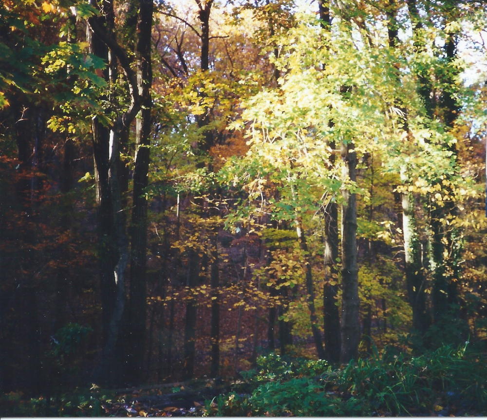 light shining through fall foliage