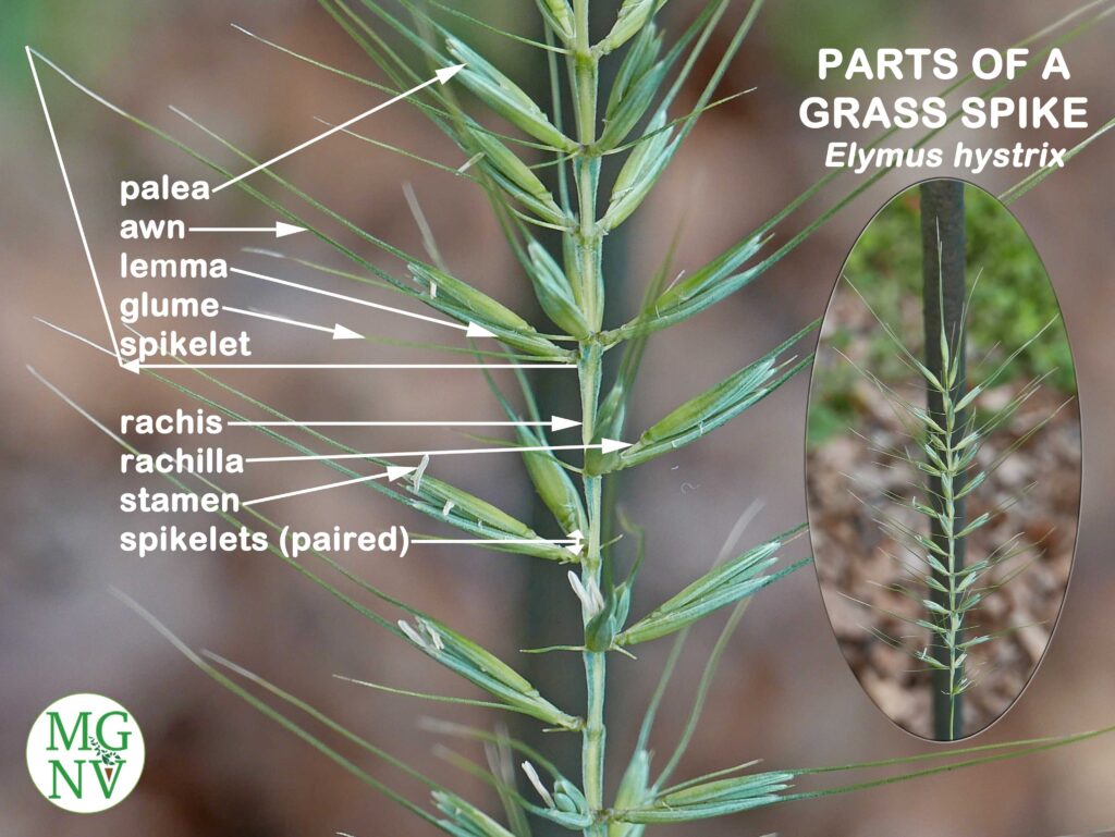 Parts of a Grass Spike of Elymus hystrix