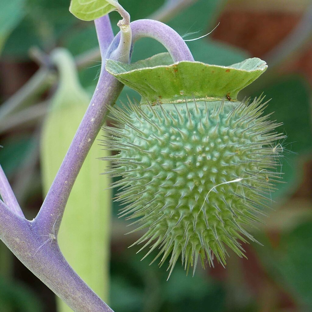 Recurved pedicel of Datura innoxia