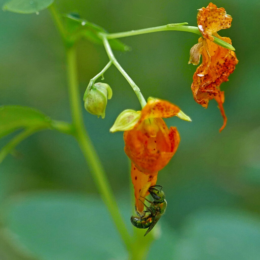 Hanging pedicels (.4–1" long) holding bud, showy flower (with sweat bee), and developing fruit capsule of native Impatiens capensis (orange jewelweed).