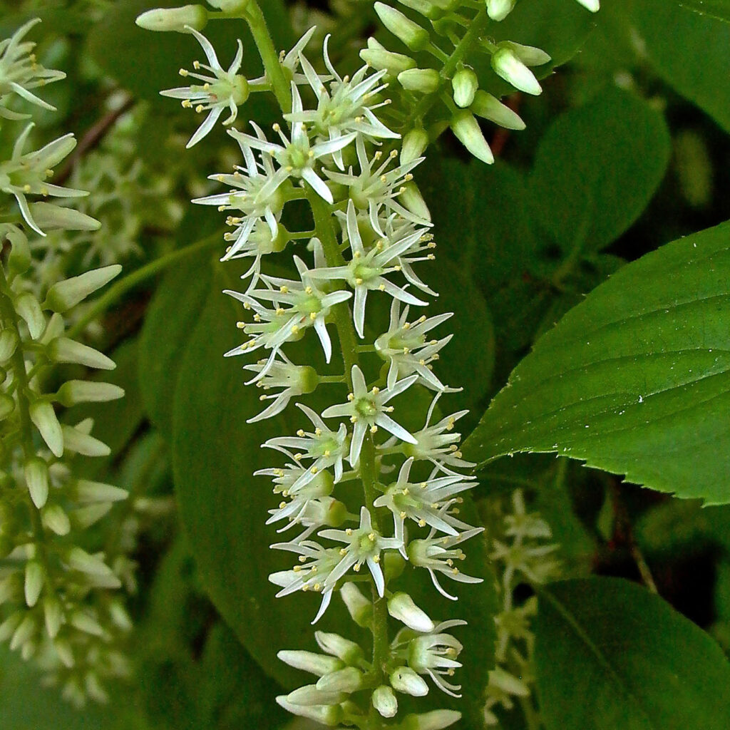 Glabrous or pubescent pedicels (up to .1") of native Itea virginica (Virginia sweetspire)