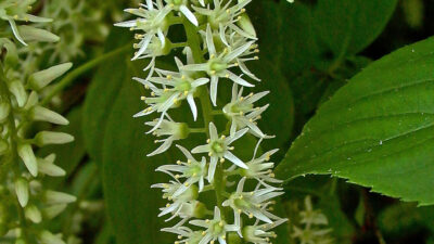Glabrous or pubescent pedicels (up to .1") of native Itea virginica (Virginia sweetspire)