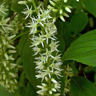 Glabrous or pubescent pedicels (up to .1") of native Itea virginica (Virginia sweetspire)