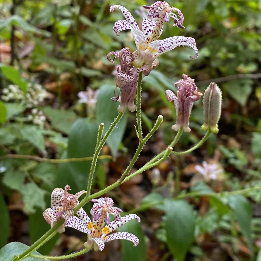 Pedicels (.4–2.4" long) holding flowers in an open panicle of Tricyrtis formosana (Japanese toad lily)
