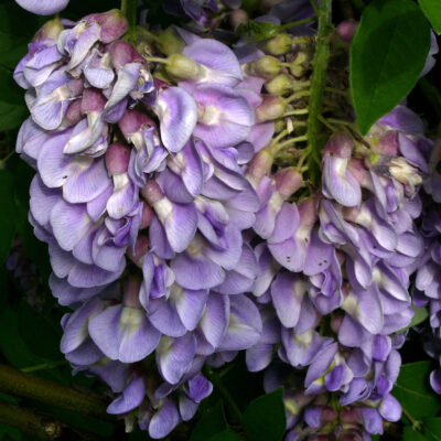 Wisteria frutescens (American wisteria) racemes