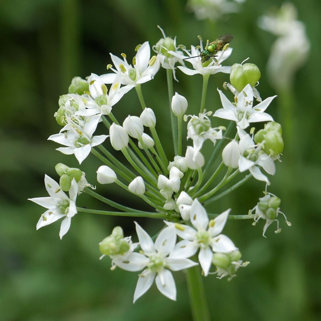 Slender pedicels (up to 1" long) of Allium tuberosum (garlic chives).