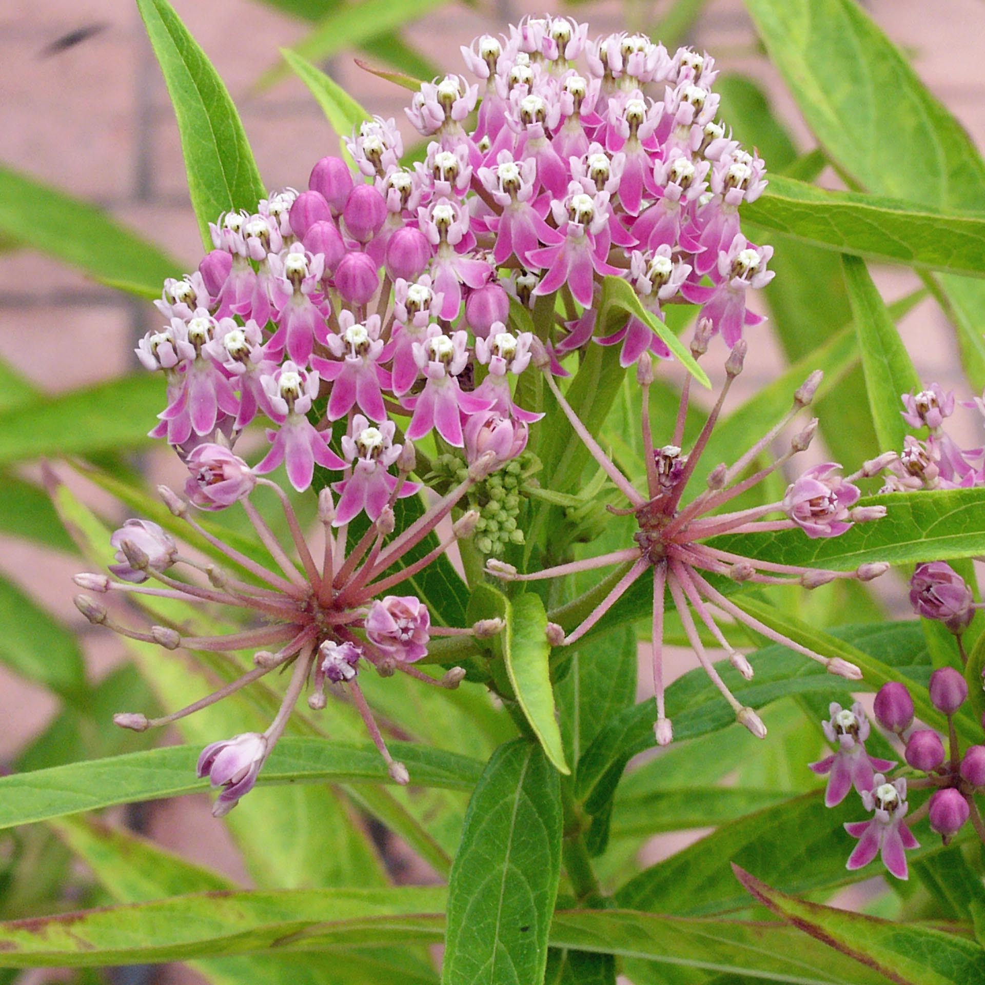 Ascending pedicels (.4–1" long) subtended by bracts held in umbels of native Asclepias incarnata
