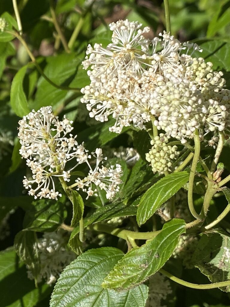 Inflorescences terminate axillary peduncle of Ceanothus americanus