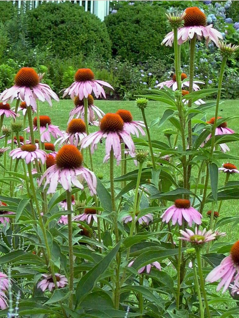 Pubescent peduncle (up to 8" long) subtended by a leaf of mid-west native Echinacea purpurea (purple coneflower).
