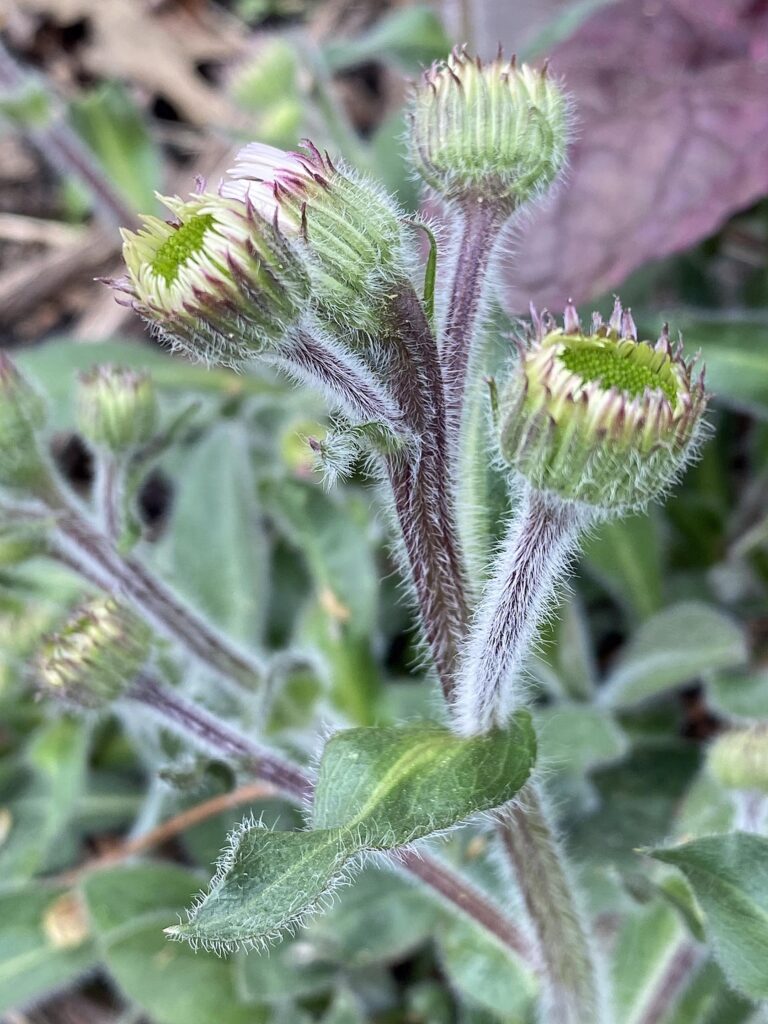 Villous peduncle (.2–3' long) subtended by a bract of Erigeron pulchellus