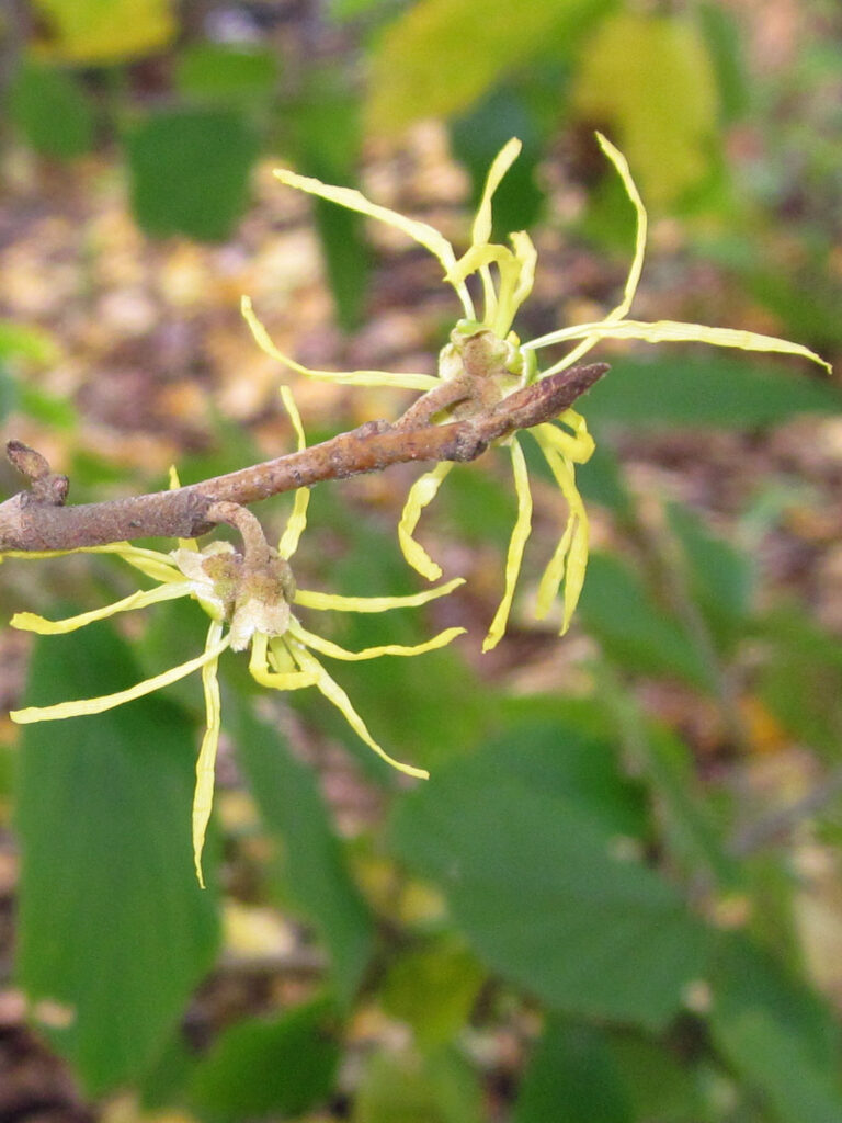 Clusters of three flowers on very short (.25" long), inflexible peduncle of Hamamelis virginiana