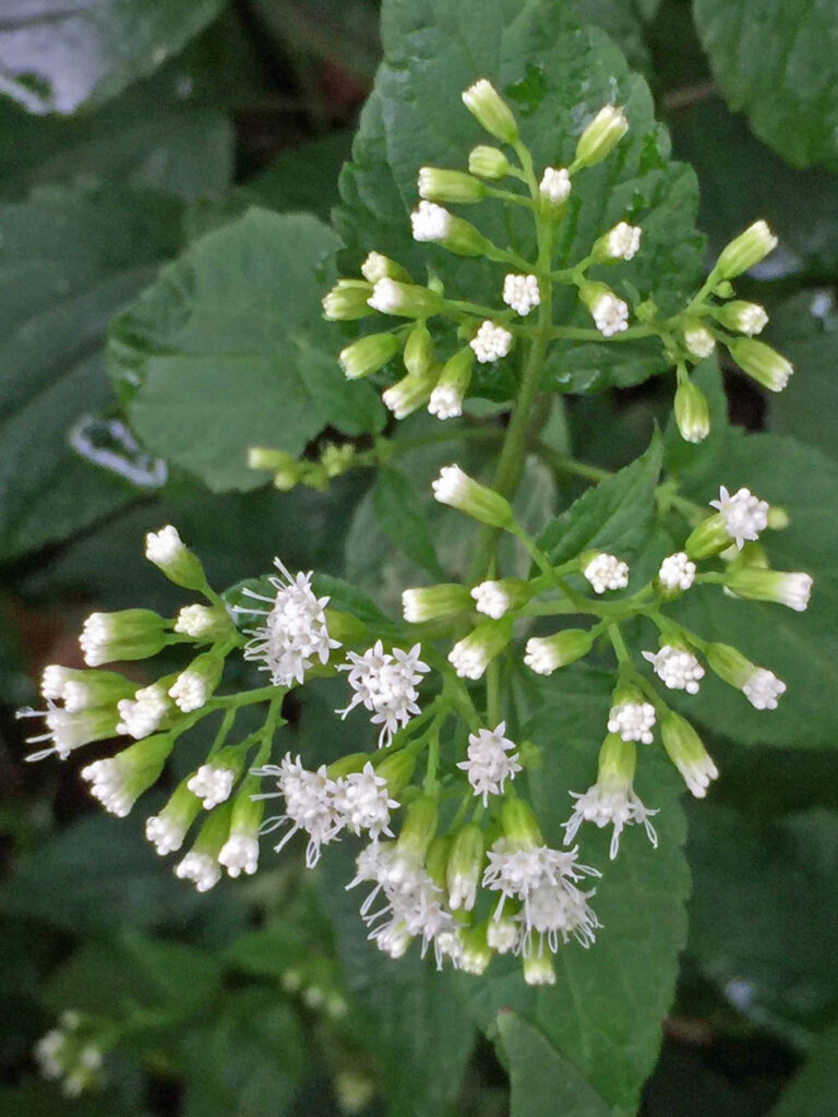 Peduncles (.04–.2" long) of Ageratina altissima (white snakeroot)