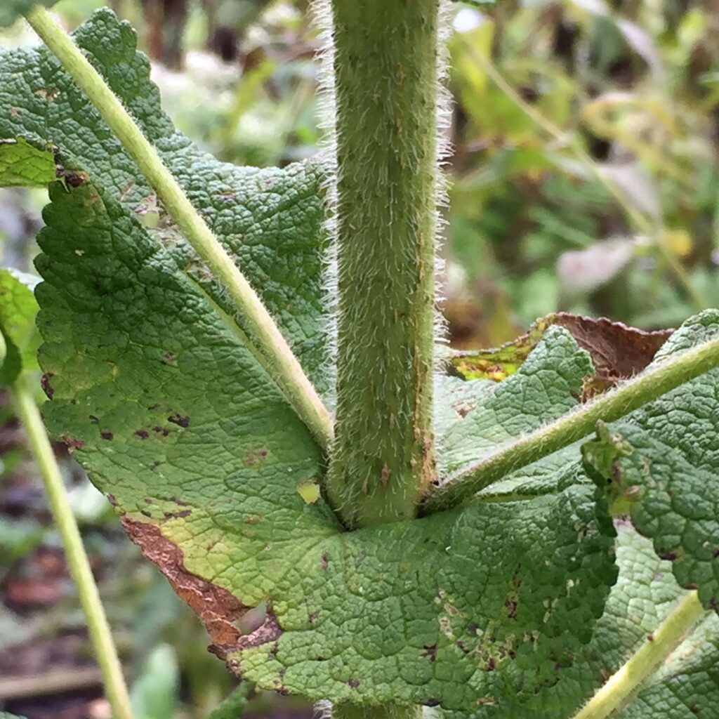 Perfoliate leaves of Eupatorium perfoliatum