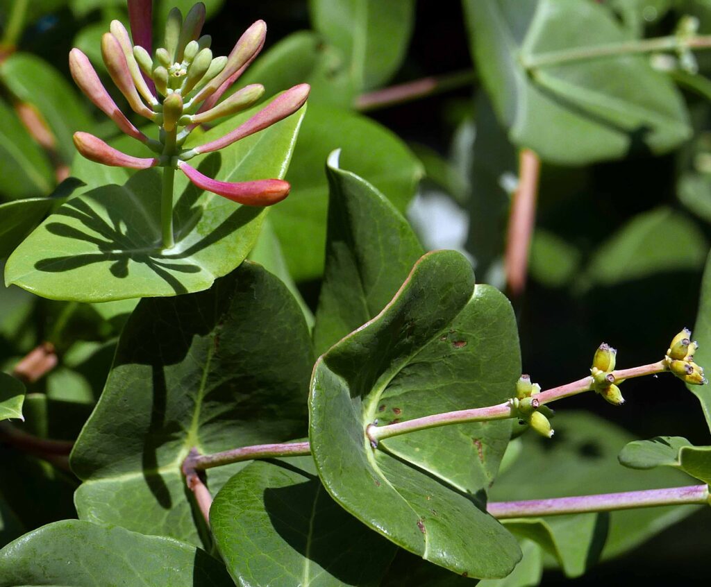 Perfoliate leaves of Lonicera sempervirens
