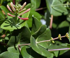 Perfoliate leaves of Lonicera sempervirens