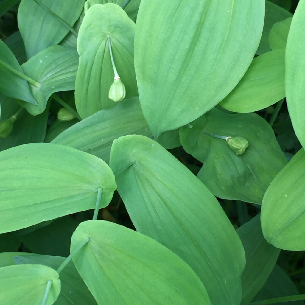 Perfoliate leaves of native Uvularia perfoliata