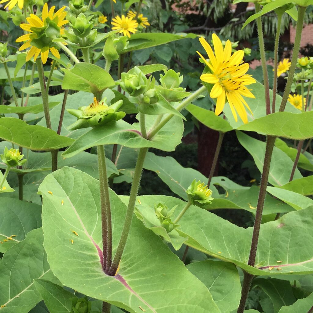 Native Silphium perfoliatum (cup plant) perfoliate leaves