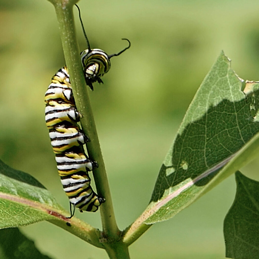 Petioles of opposite leaves (eaten by monarch larvae) of native Asclepias syriaca (common milkweed).