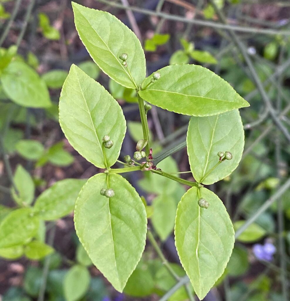 Sub-sessile (petioles less than 1/8") to sessile leaves of native Euonymus americanus (strawberry-bush).