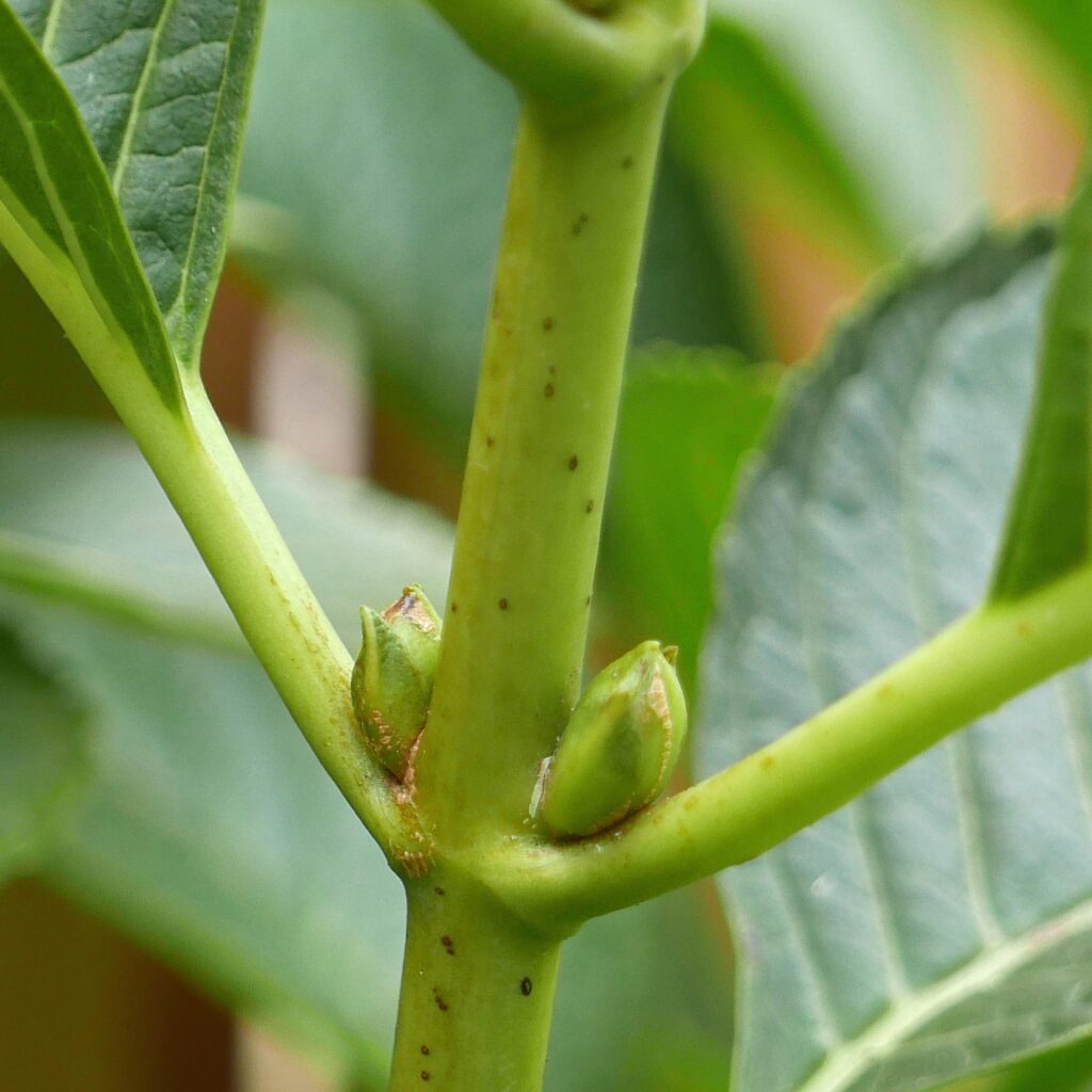 Stout one-inch petioles and axillary buds of Hydrangra macrophylla (mophead hydrangea).