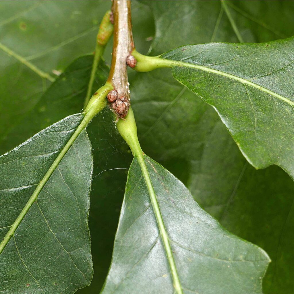 Short petioles (.25–.75"long) and axillary and terminal buds of native Quercus alba (white oak).