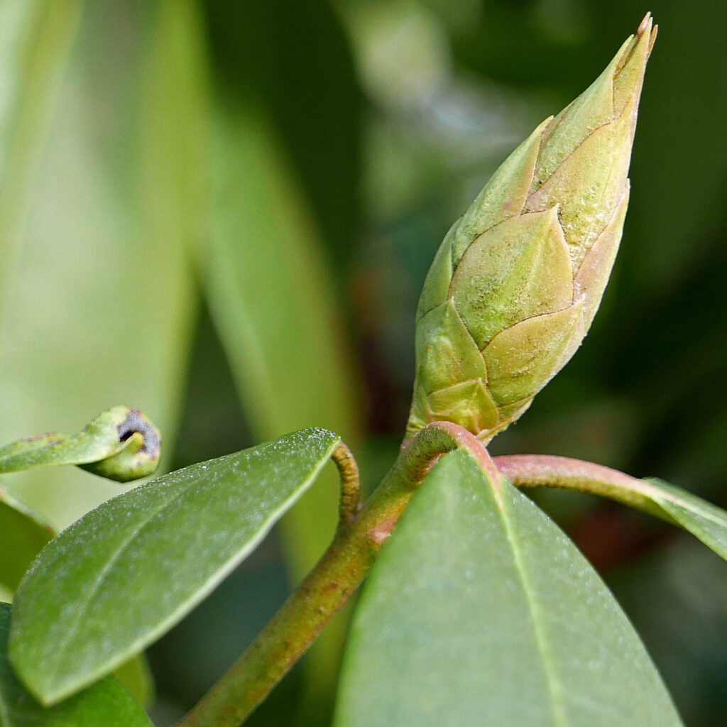 Rhododendron leaf droop in January.