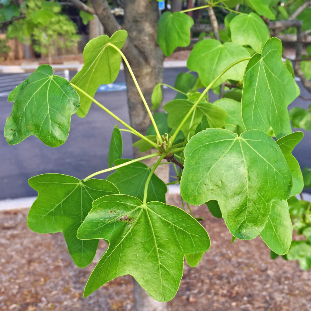 Long petioles of star-shaped leaves of native Liquidambar styraciflua (sweetgum).