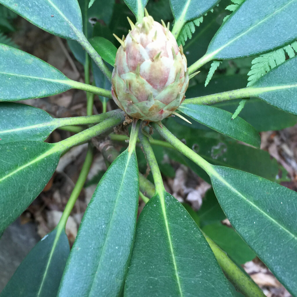 Petioles of alternate leaved native Rhododendron maximum (great rhododendron).