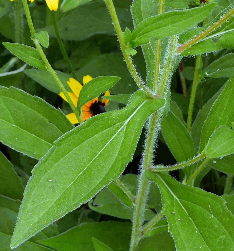 Upper stem leaves of nativar Rudbeckia fulgida var. sullivantii 'Goldsturm' (orange coneflower) are sessile.