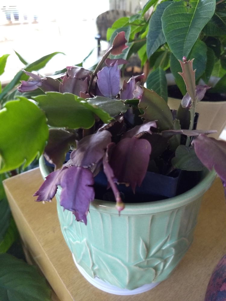 Mid-century pottery houses Schlumbergera bridgesii Christmas Cactus