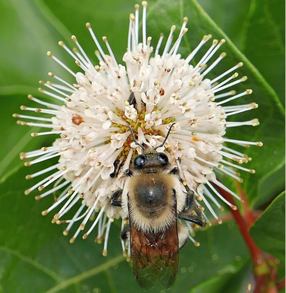 Globular heads of sessile tubular flowers of Cephalanthus occidentali