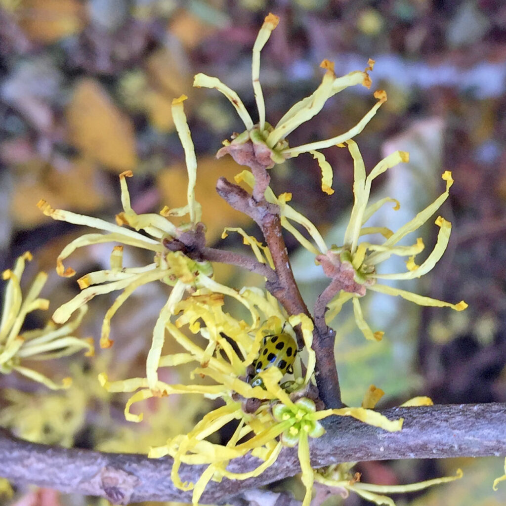 Spotted cucumber beetle among ribbon-like petals of sessile flowers in axillary clusters of Hamamelis virginiana (witch hazel).