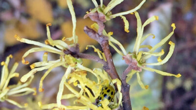 Spotted cucumber beetle among ribbon-like petals of sessile flowers in axillary clusters of Hamamelis virginiana (witch hazel).